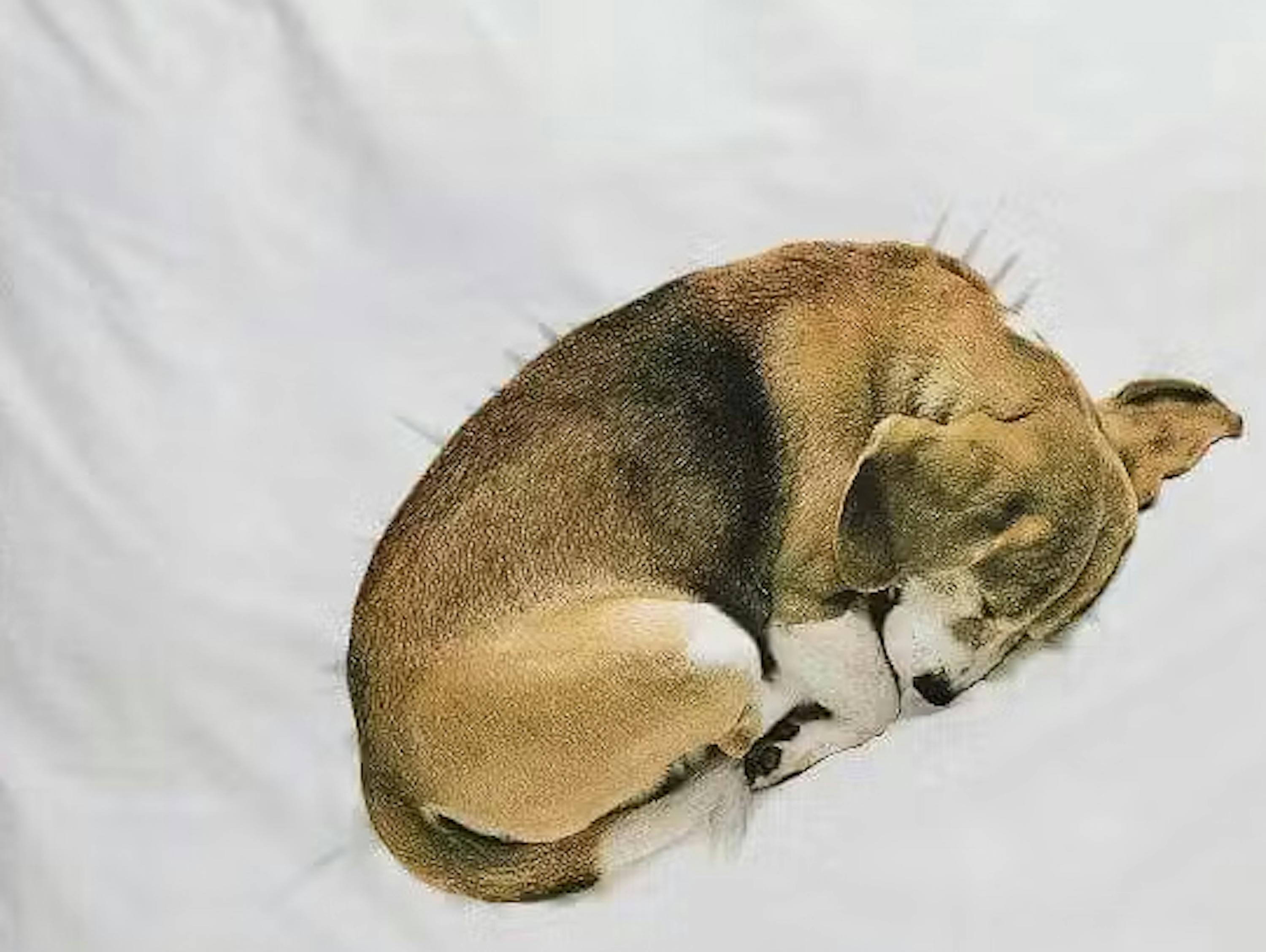 SNURK Bettwäsche Hund Bob