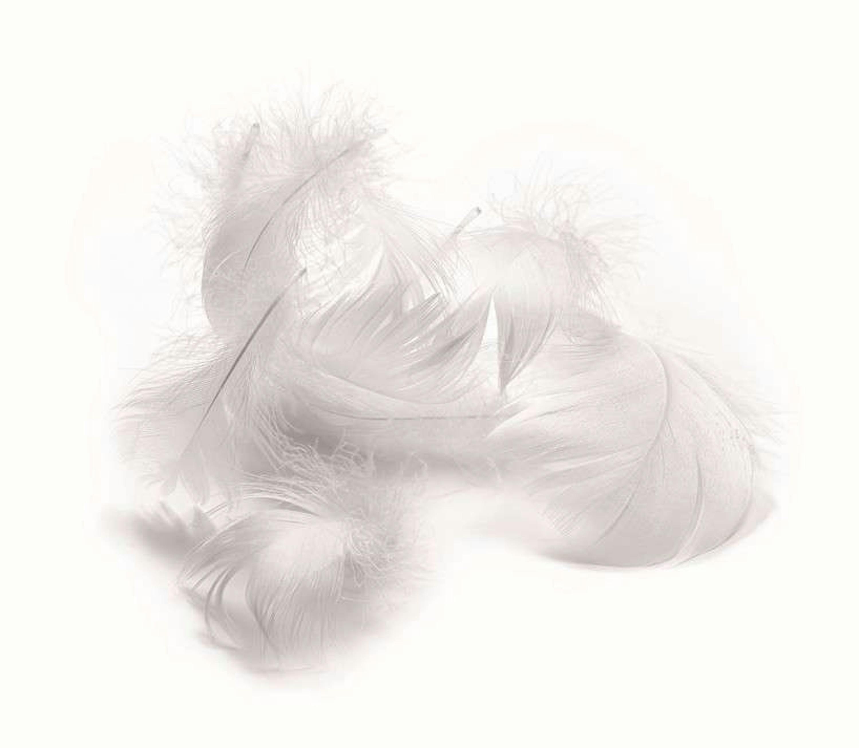 Billerbeck Nachfüllbeutel Federn Billerbeck Nachfüllbeutel Federn