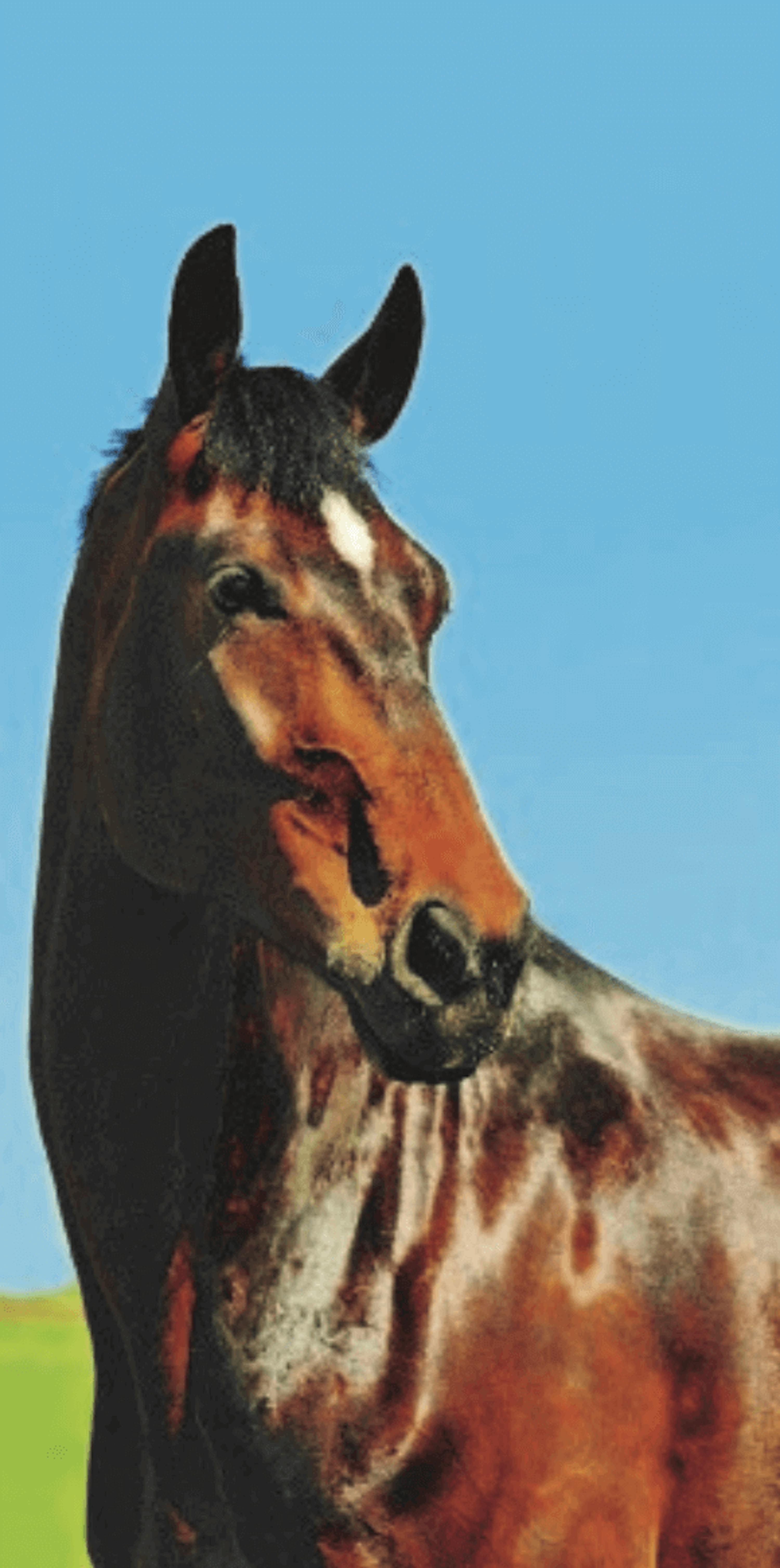 Strandtuch Pferd