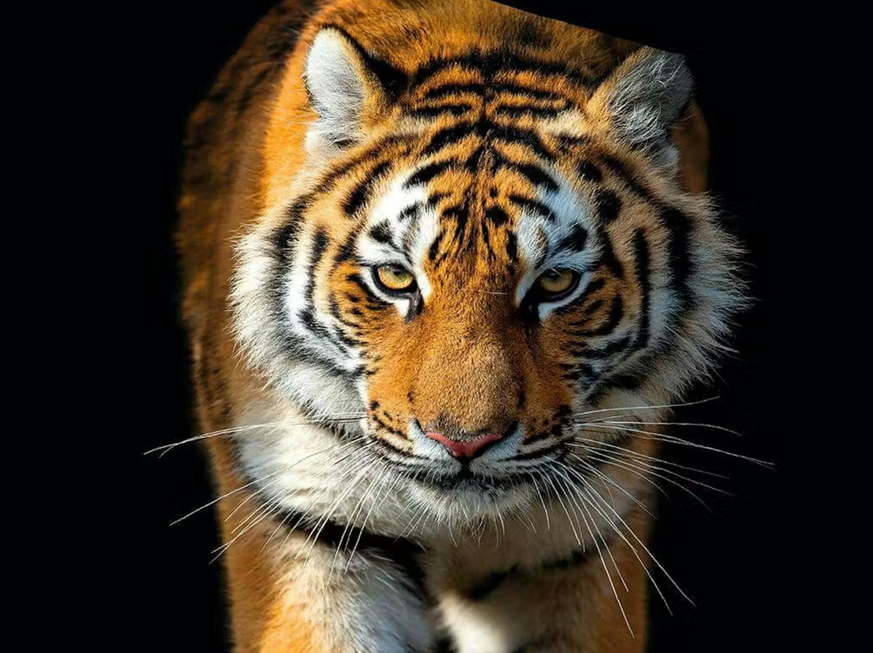 Bettwäsche Tiger Satin