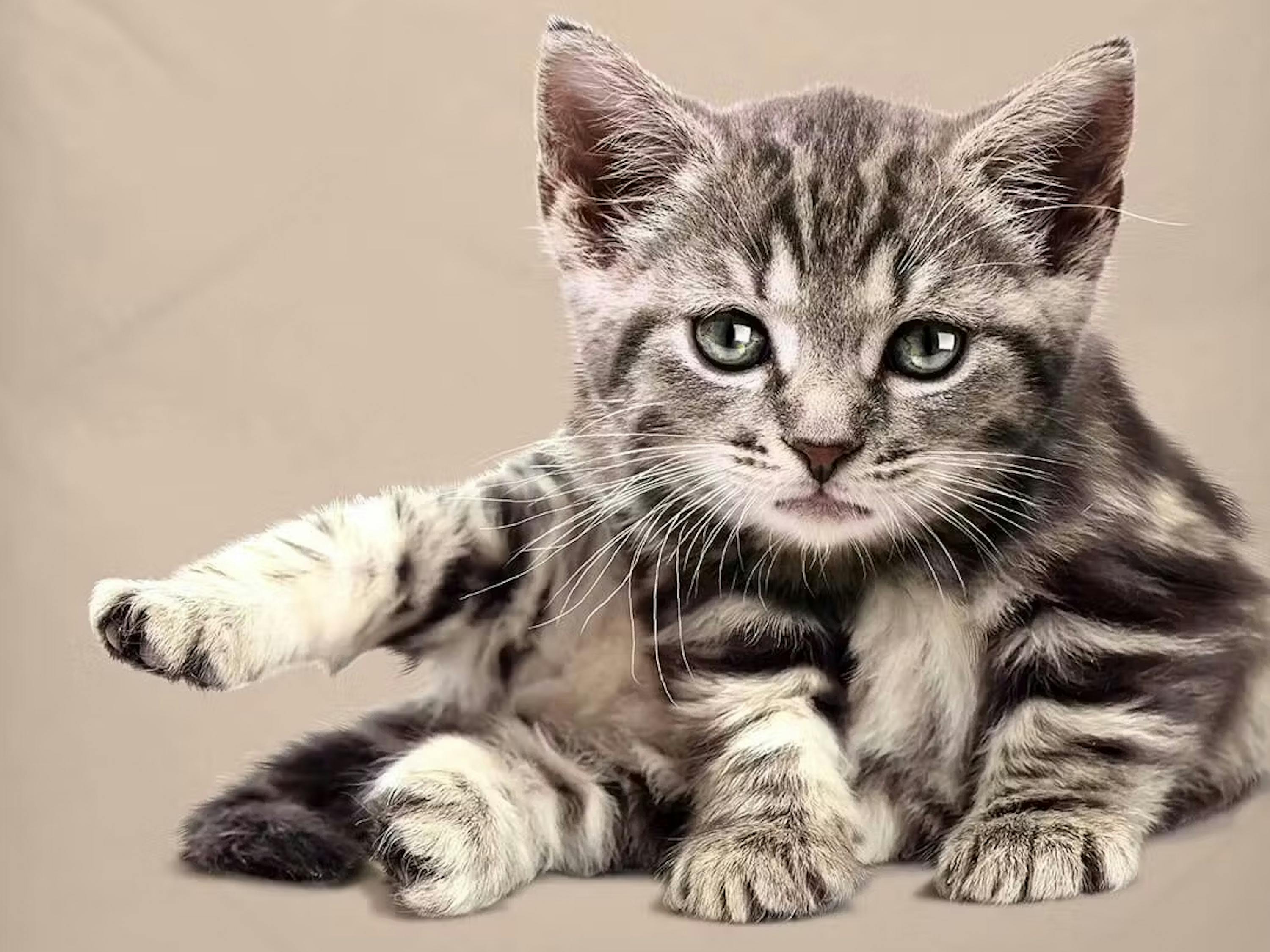 Bettwäsche Katze «Cannis»