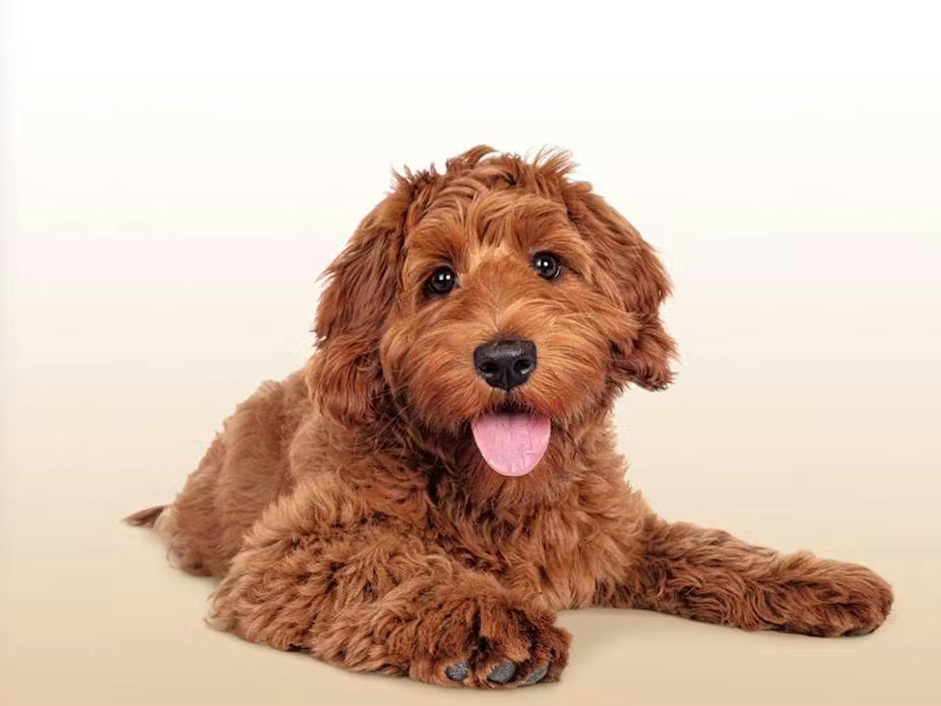 Bettwäsche Hund Labradoodle