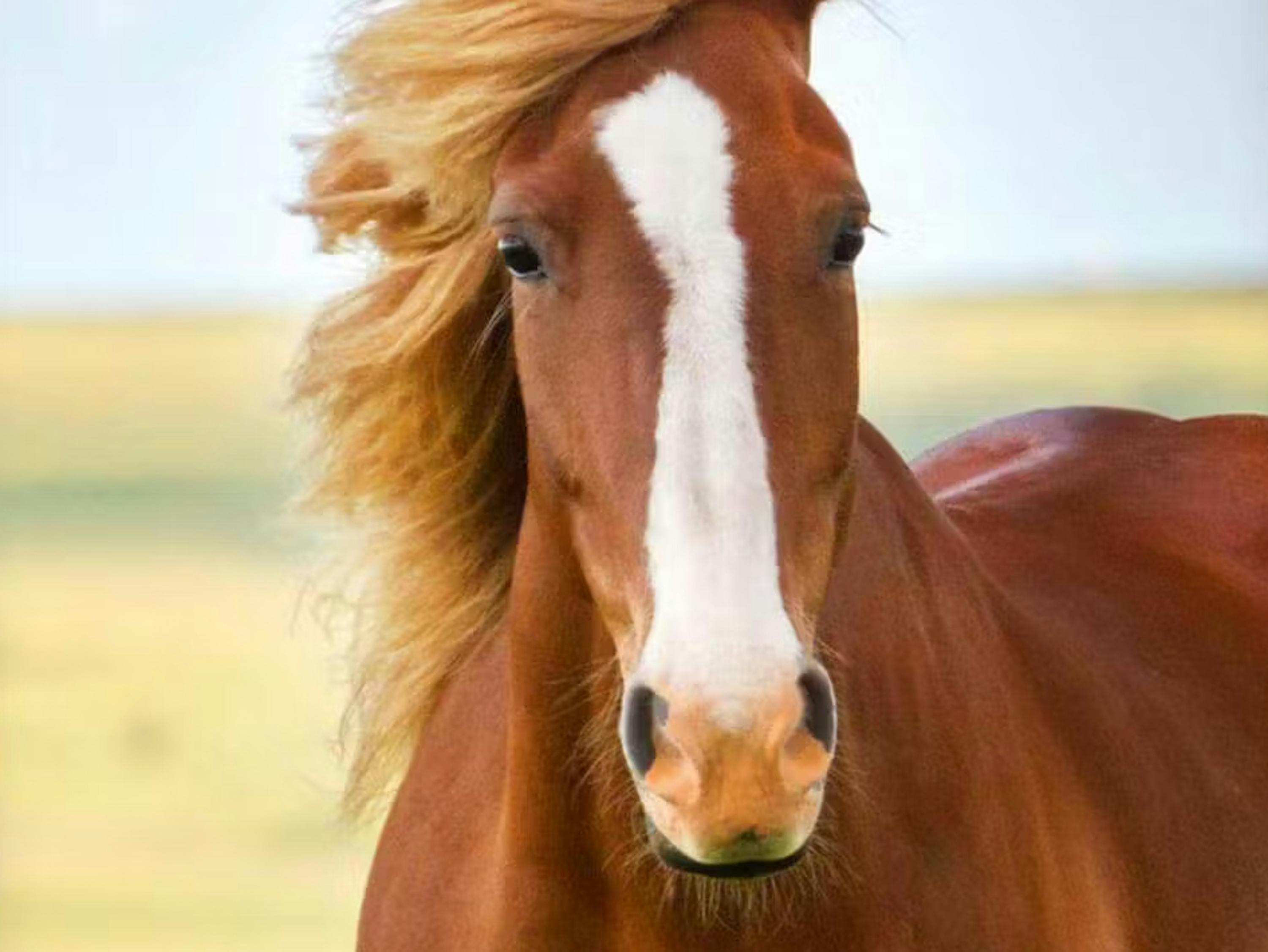 Strandtuch Pferd Freedom