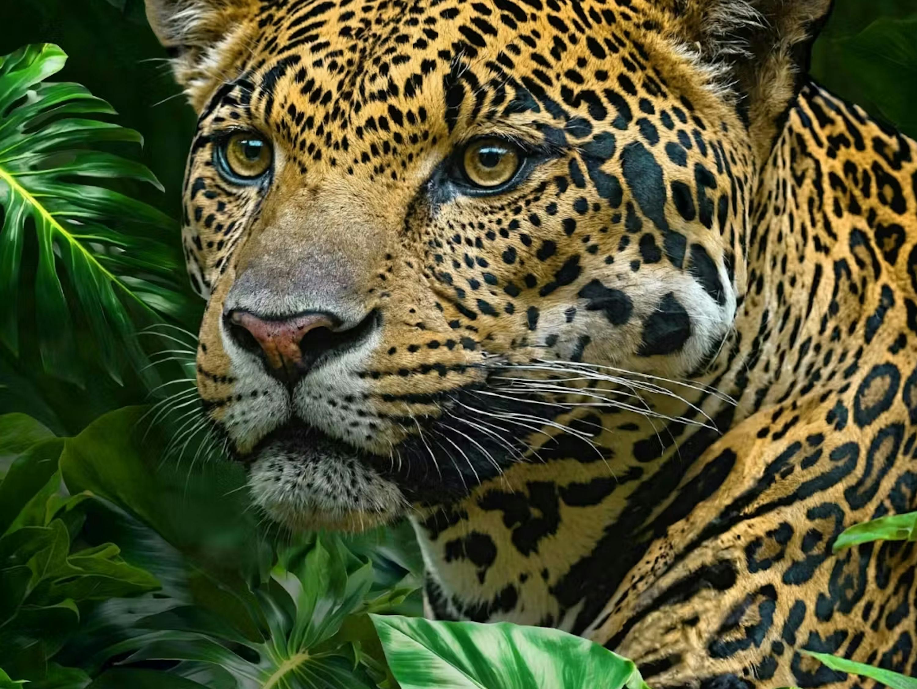 Bettwäsche Leopard «Leo»